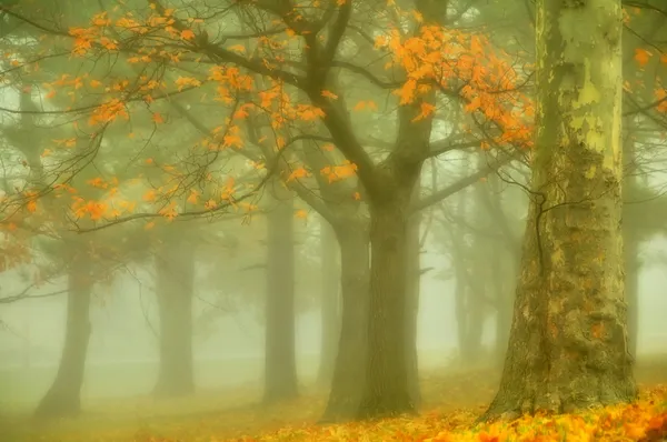 Matin d'automne brumeux Arbres — Photo
