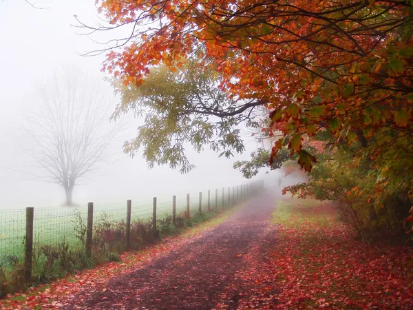 Misty Outono Árvores da manhã Fotos De Bancos De Imagens