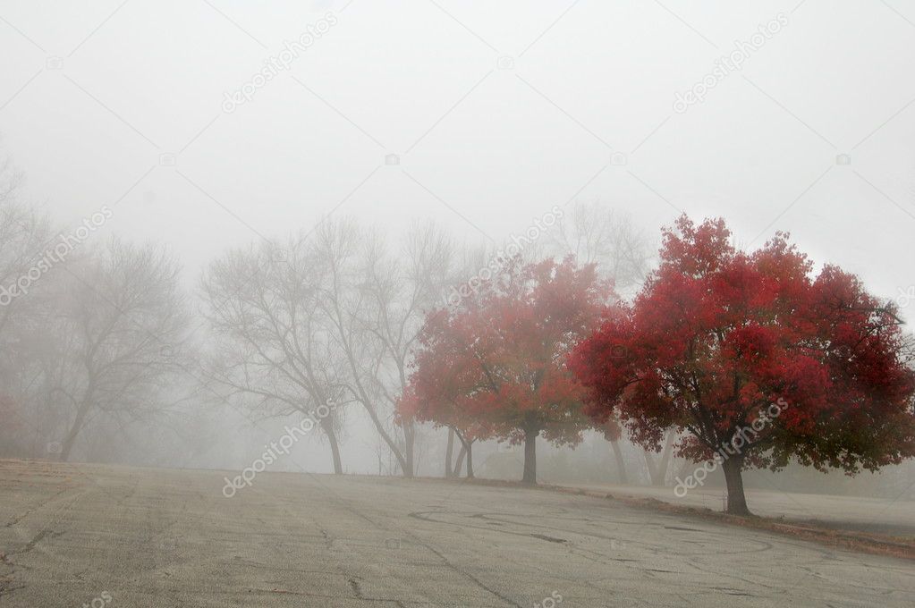 Misty Autumn Morning Trees