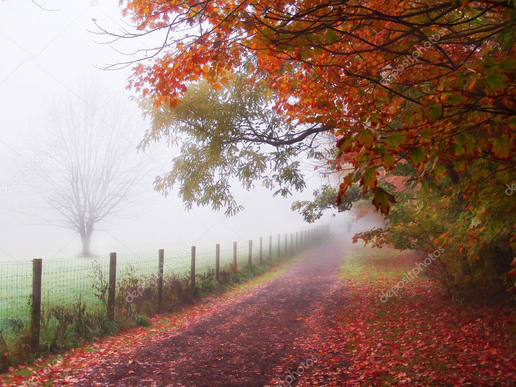 Misty Autumn Morning Trees