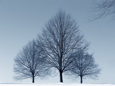 Three Trees in Snow clipart