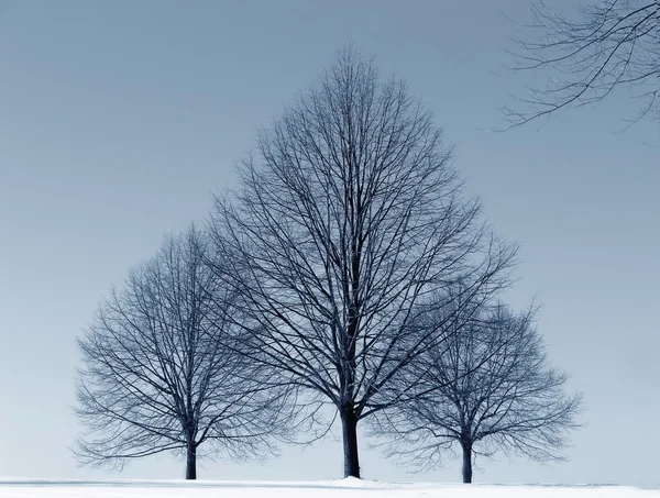 三棵树在雪中 — 图库照片