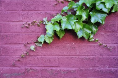 Ivy on Brick clipart