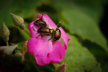 Japanese Beetles on Rose clipart