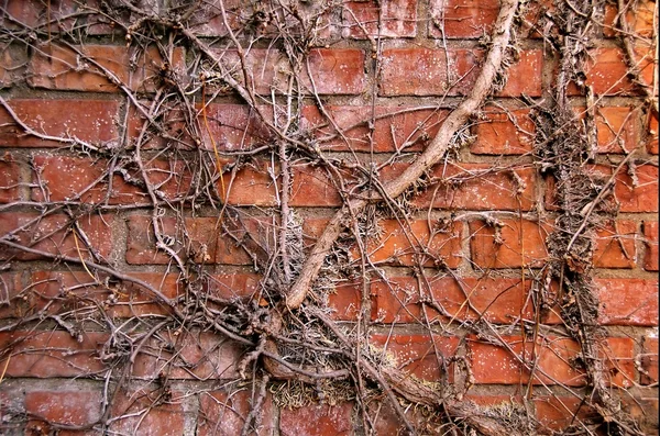 Ivy and Brick — Stock Photo, Image