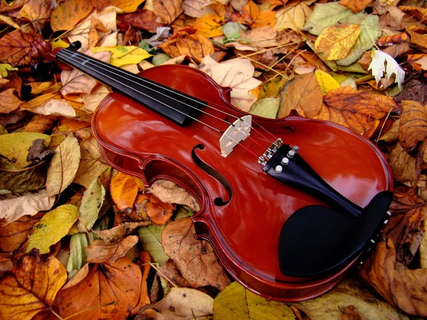 Скрипка в осенних листьях — стоковое фото