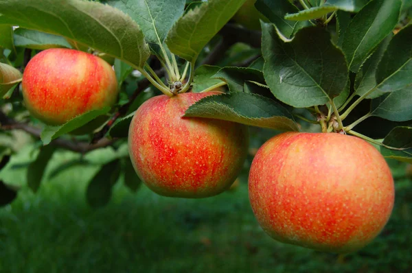 Tree Ripened Apples — Stock Photo, Image