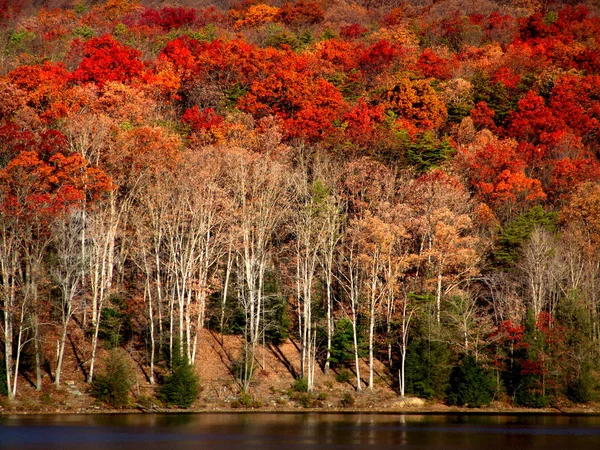 湖の秋 — ストック写真