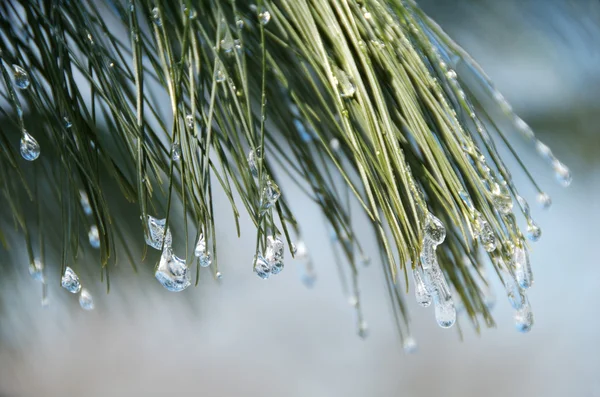 Evergreens in Winter Ice — Stock Photo, Image