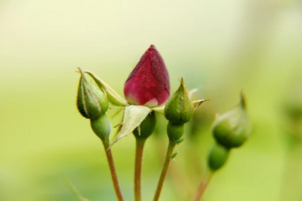 Rosebuds — Stock Photo, Image