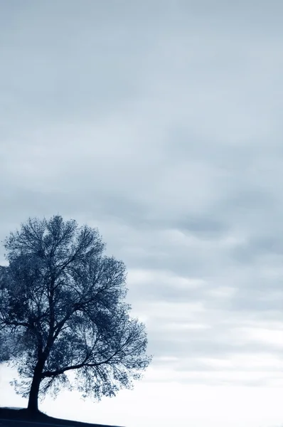 Albero solitario in inverno — Foto Stock