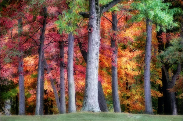 Herbstfarbenfrohe Bäume — Stockfoto