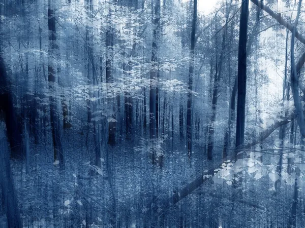 Árboles de ensueño en el bosque — Foto de Stock