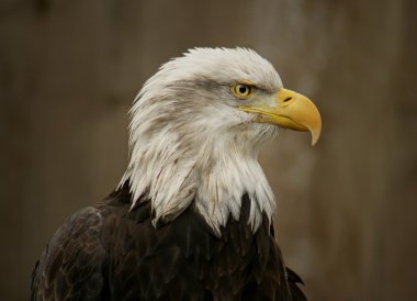 Proud Eagle clipart