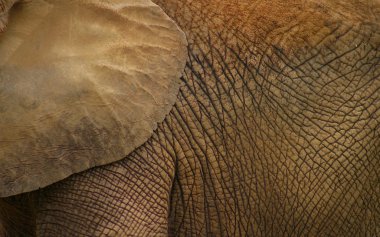 Elephant Skin clipart