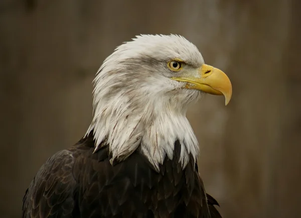 Stolt eagle — Stockfoto
