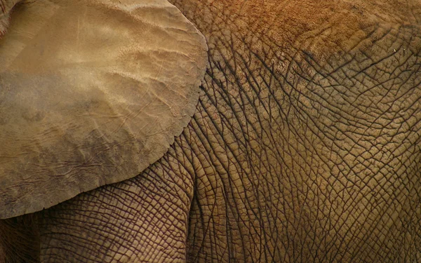 Pelle di elefante — Foto Stock