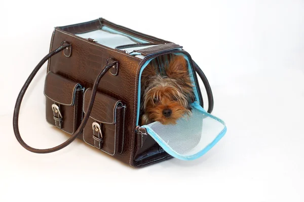 Yorkie in a Bag — Stock Photo, Image