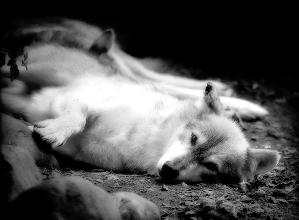 休息的狼群 — 图库照片