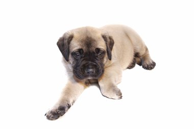 English Mastiff Puppy clipart