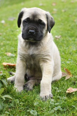 Baby English Mastiff clipart