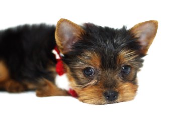 Noel yorkie