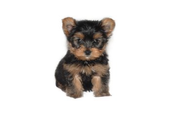 Yorkie Pup clipart