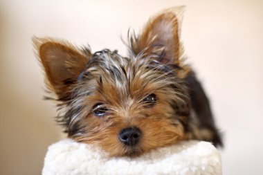 Yorkie Pup clipart