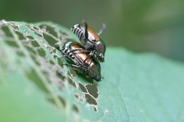 Japon böcekleri çiftleşme — Stok fotoğraf