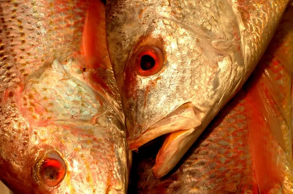 魚の頭 — ストック写真