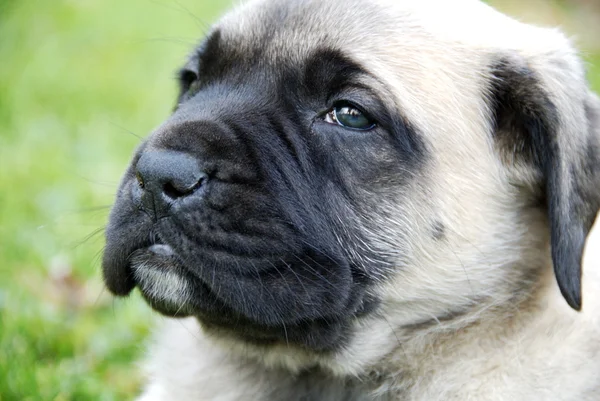 English Mastiff Puppy — Stock Photo, Image