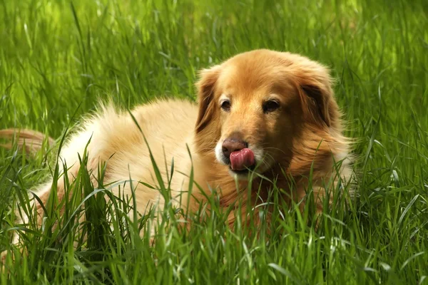 Złoty pies myśliwski w trawie — Zdjęcie stockowe