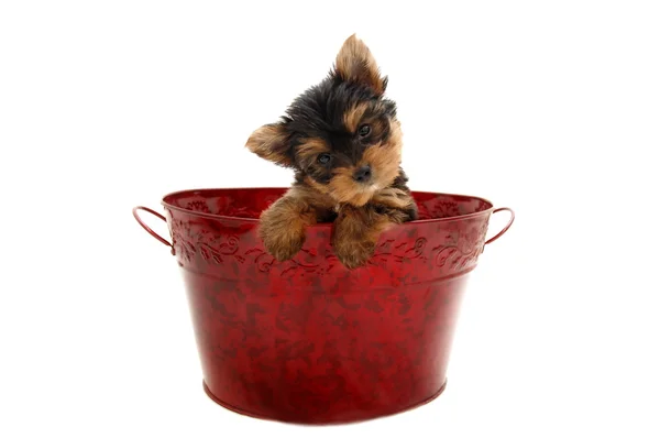 Yorkie Puppy ub /xB — Stock Photo, Image