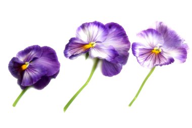 Purple Pansies clipart