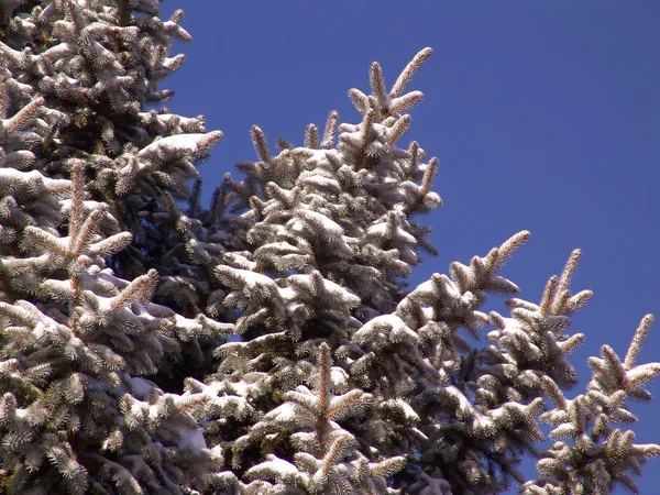 Снігові покриті соснами — стокове фото