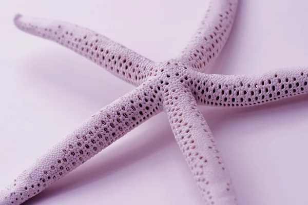Pink Starfish Stock Image