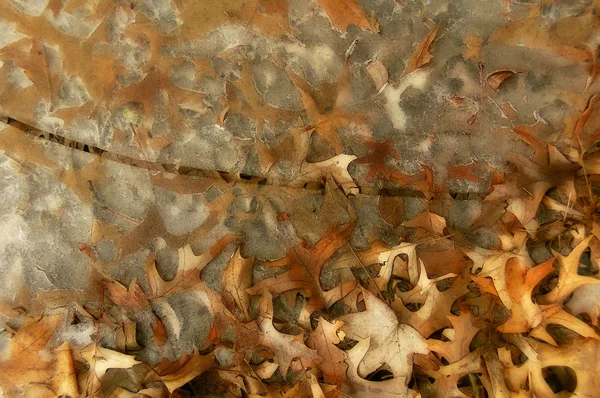 Hielo agrietado con hojas —  Fotos de Stock