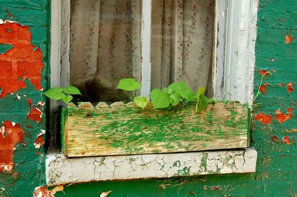 Antieke venster tuin — Stockfoto