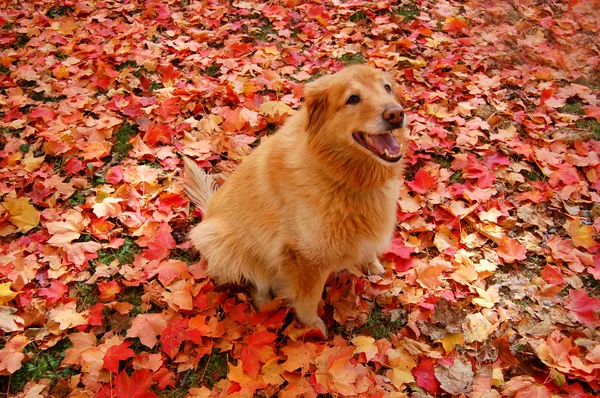Orangefarbener Hund in orangen Blättern — Stockfoto