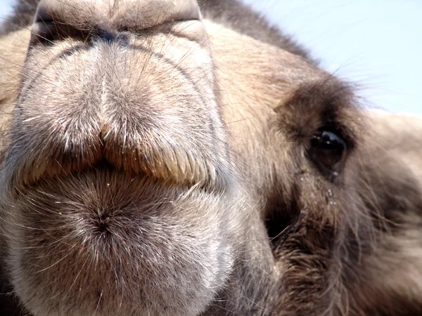 Camel Kiss — Stock Photo, Image