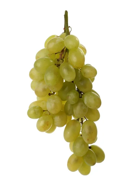 Ramo jugoso de uvas — Foto de Stock