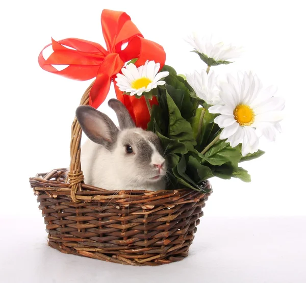 Bunny Rabbit in Wicker Basket — Stock Photo, Image