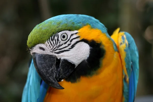 Macaw Papagaio Retrato — Fotografia de Stock