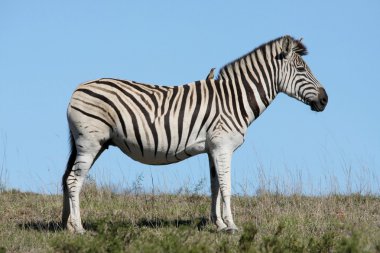 Zebra and Oxpecker clipart