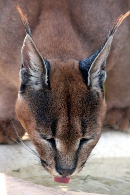 Caracal Lynx Drinking clipart