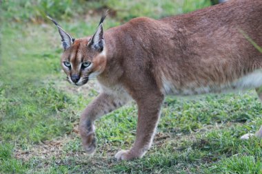 Caracal Wild Cat clipart