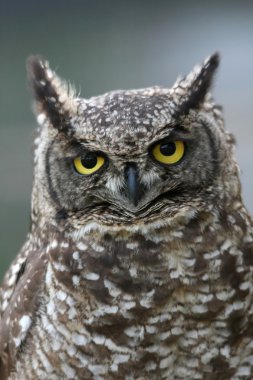 Eagle Owl Portrait clipart