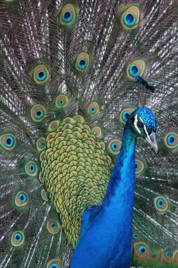 Peacock or male Peahen clipart