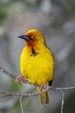 Cape weaver kuş portre