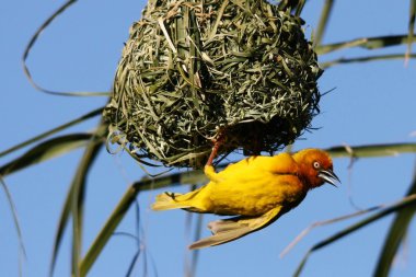 Yellow Weaver Bird at Nest clipart